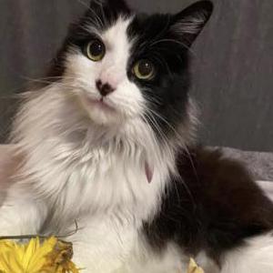 Lost Cat Harper