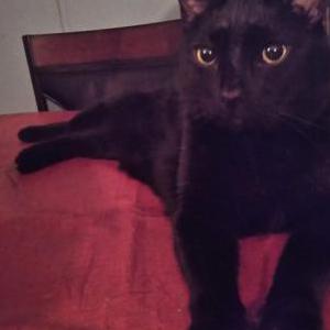 Lost Cat Ninja