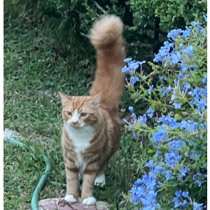 Lost Cat Simba