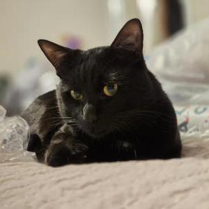 Lost Cat Oswald