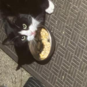 Image of Unknown, Found Cat
