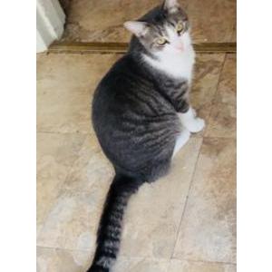Lost Cat Albert