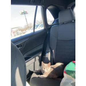 Lost Cat Smokey