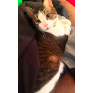 Lost Cat Tonnices