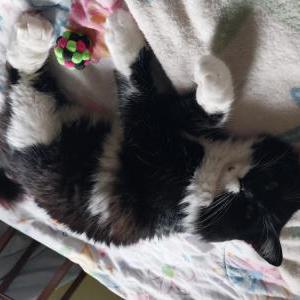Found Cat U known