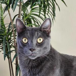 Lost Cat Toby