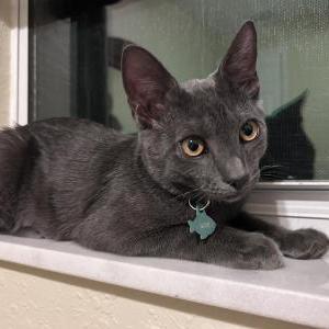 Lost Cat Loki