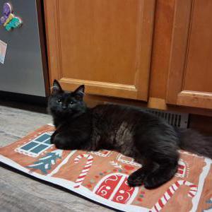 Image of Bean, Lost Cat