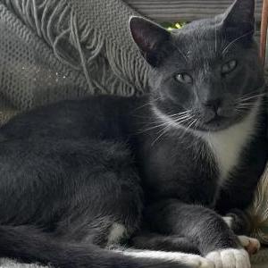 Lost Cat Flinty