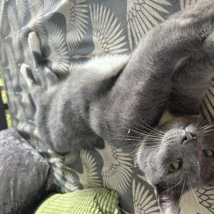 2nd Image of Flinty, Lost Cat