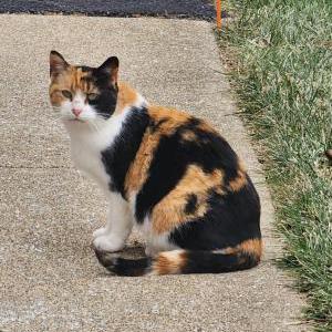 Found Cat unknown