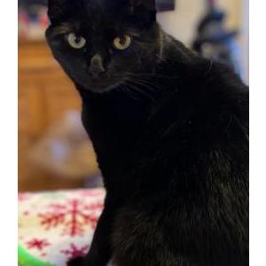 Lost Cat Poe