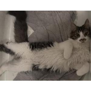 Image of Nova, Lost Cat