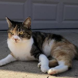 Lost Cat Harley