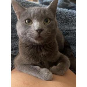 Lost Cat Franklin