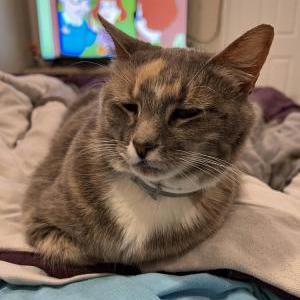 Image of Dixie, Lost Cat