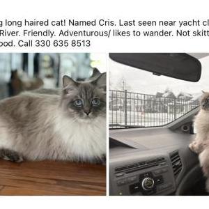 Lost Cat Cris