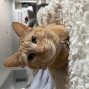Image of Egg, Lost Cat