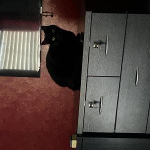 Lost Cat Bagheera