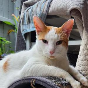 Lost Cat Olive