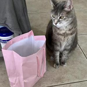 Lost Cat Noel