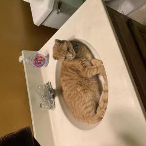 Image of Levi, Lost Cat