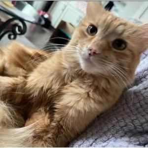 Lost Cat Daxter