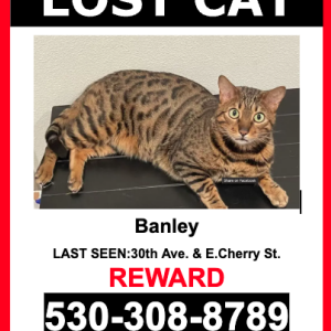 Lost Cat BANLEY