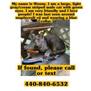 Lost Cat Weeny