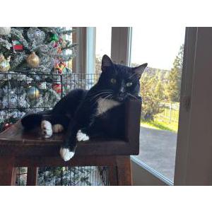 Image of Figaro, Lost Cat