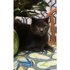 Lost Cat Samson