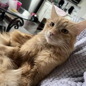 Lost Cat Daxter