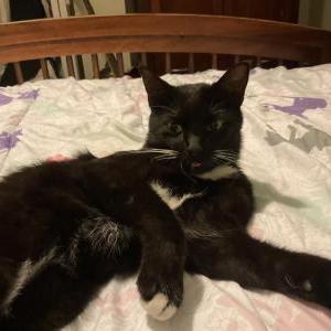 Lost Cat Salem