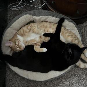 Lost Cat Logan