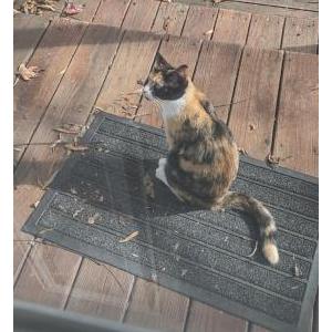 Image of Unknown, Found Cat