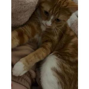 Lost Cat mango