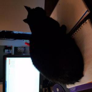 Lost Cat Shadow