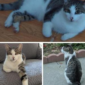 Image of Ollie, Lost Cat