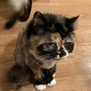 Image of FLATFACE, Lost Cat