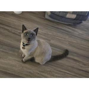 Found Cat Mochi