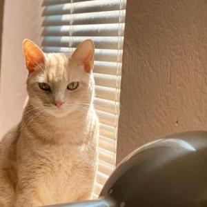 Image of Jrepster, Lost Cat