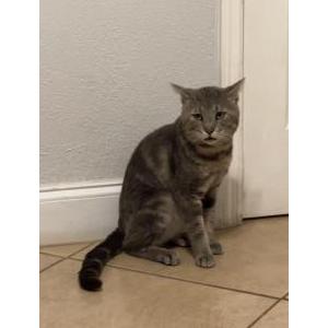 Lost Cat Stormi.