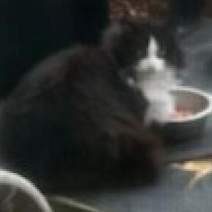 Image of Unknown, Found Cat
