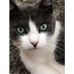 Lost Cat Junior