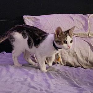 Lost Cat Harley