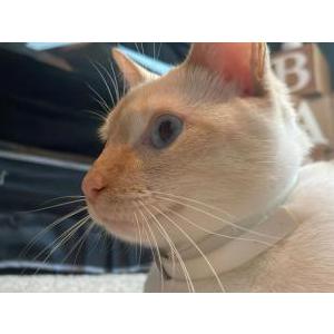 Lost Cat Nova