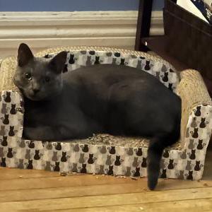 Image of Argent, Lost Cat