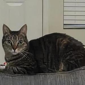 Lost Cat Michi