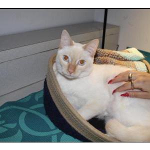 Lost Cat Nova
