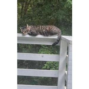 Image of Freddy Mercury, Lost Cat